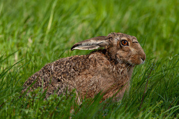 verängstigt sitzender Felshase im saft grünem Gras
