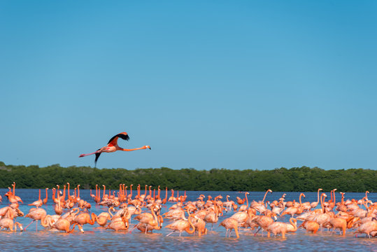 Pink Flamingo Merida Yucatan Mexico
