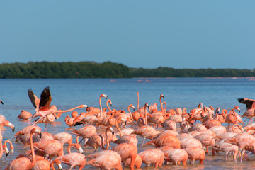 Pink Flamingo Merida Yucatan Mexico