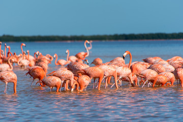 Pink Flamingo Merida Yucatan Mexico