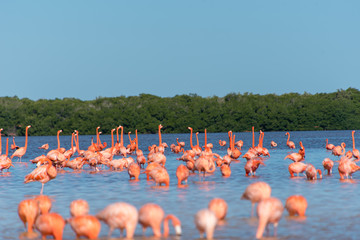 Naklejka premium Pink Flamingo Mexico