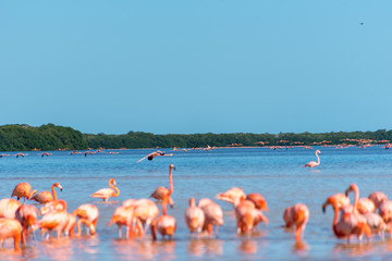 Pink Flamingo Mexico