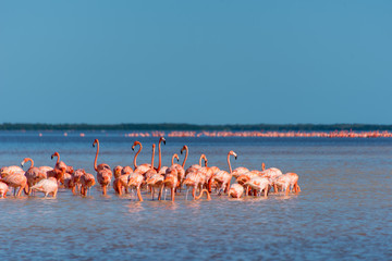 Pink Flamingo Mexico