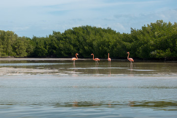 Pink Flamingo Mexico