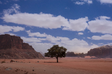 Fototapeta premium Mondtal Wadi Rum mit Baum