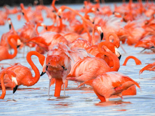 Pink Flamingo Mexico