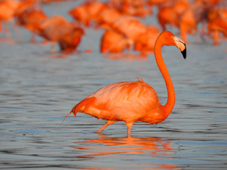 Pink Flamingo Mexico