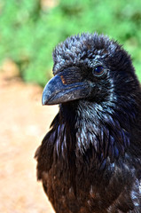Fototapeta premium Portrait of American Crow