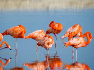 Pink Flamingo Mexico