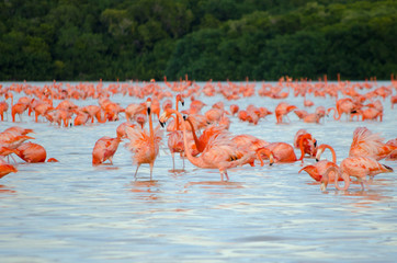 Obraz premium Pink Flamingo Mexico