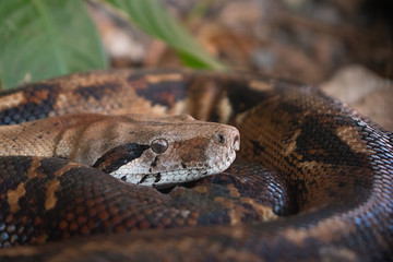 close up of a snake