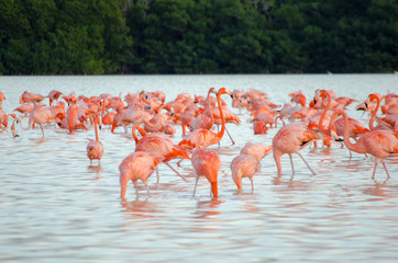 Pink Flamingo Mexico