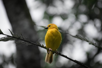 bird on a branch