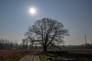 500 Jahre alte Eiche in Mitterkirchen im Machland in Ober&ouml;sterreich / &Ouml;sterreich