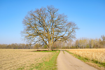 500 Jahre alte Eiche in Mitterkirchen im Machland in Oberösterreich / Österreich