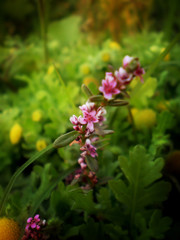 flowers in garden
