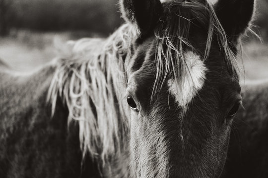 Rustic horse image of young mare close up in black and white on ranch.