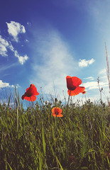 beautiful spring red poppy in bloom with blue sky, sunlight and clouds, seasonal concept