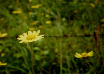 yellow flower