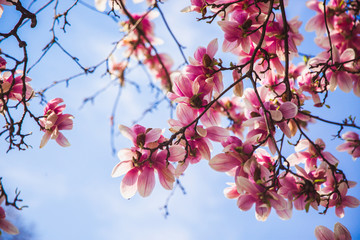Beautiful pink flower magnolia tree in the Margaret Island - Budapest, Hungary.