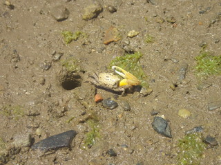 Amami Oshima, Japan - April 8, 2019: Fiddler crab at Mangrove virgin forest in Amamigunto National Park, Amami Oshima, Kagoshima, Japan