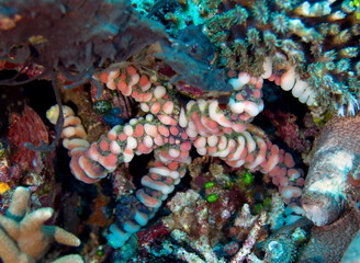 Etoile de mer