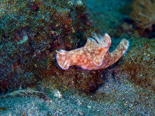 Nudibranche