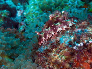 Fototapeta na wymiar Nudibranche