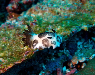 Nudibranche Jorunna funebre