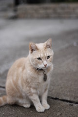Cute outdoor cat