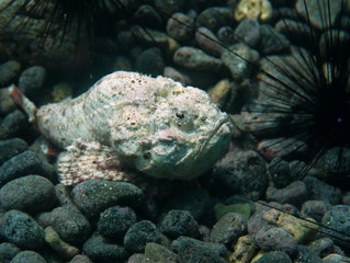Poisson scorpion à bosse © mcangeldive