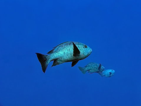 Poisson Vivaneau minuit