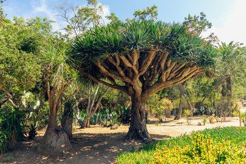 Tropical plants, Wrigley Botanical Gardens & Memorial on Catalina Island, California. 