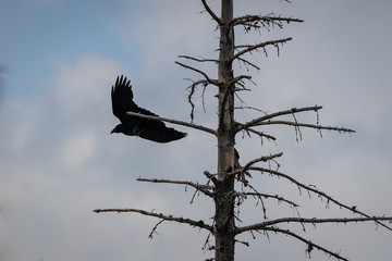 Vogel startet von Baum