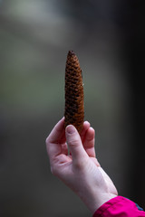 Tannenzapfen in einer Hand