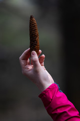 Tannenzapfen in einer Hand