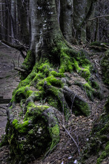 Moos bewachsener Baumstamm