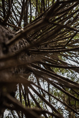 Baum mit vielen Ästen von unten