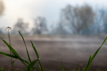 Gras mit Wassertropfen mit unscharfem Hintergrund