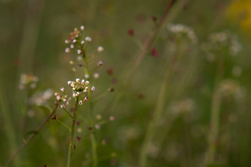 Blume mit unscharfem Hintergrund