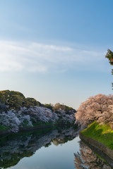 早朝の千鳥ヶ淵