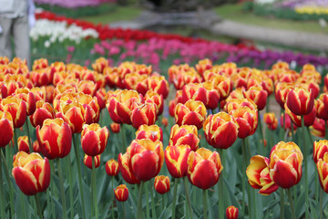 Tulips of various types with vibrant colors beautifying the park in the spring.