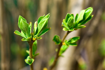 the first spring leaves of lilac, green blossoms of lilac bloom on a sunny day