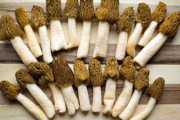  Morel conical 