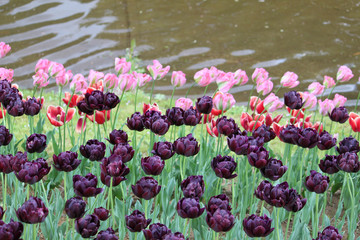 Tulips of various types with vibrant colors beautifying the park in the spring.