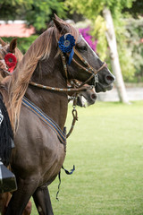 Obraz premium Demonstration of the Peruvian Paso horse mounted by his chalan