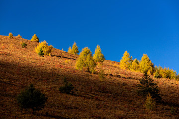 Fall Autumn Colors, Trees, Colorful Yellow, Orange and Green Leaves, Colorful Forest. Beautiful assortment of trees with different colors on side of large mountain. Layers of trees, background graphic