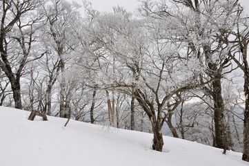 大雪に霧氷