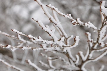 大雪に霧氷
