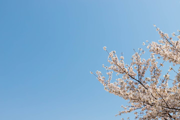 快晴の桜